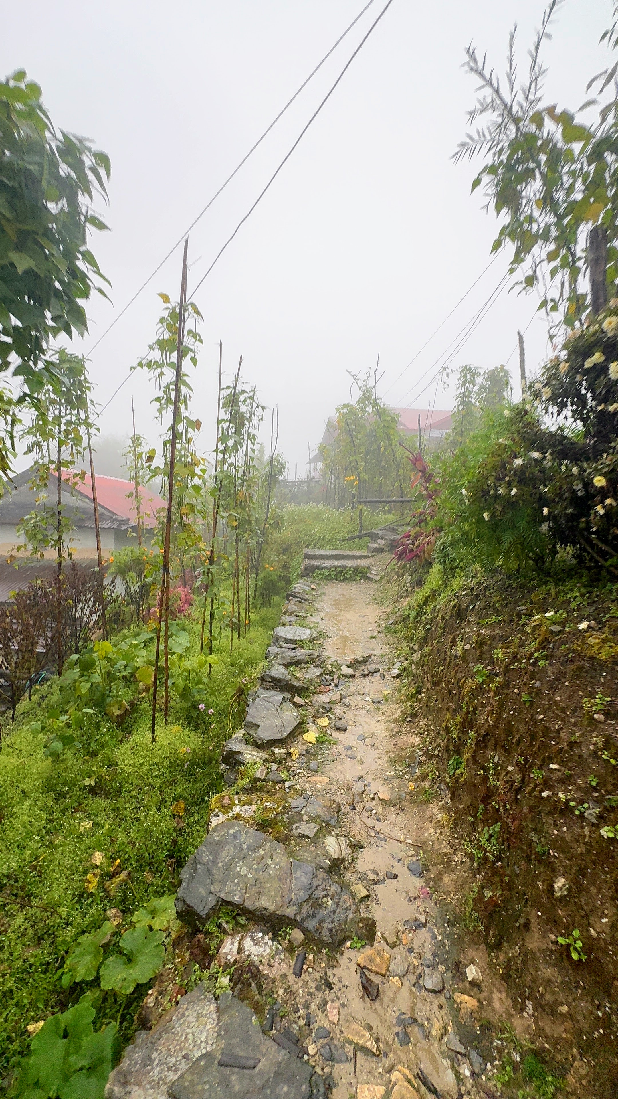 A narrow, muddy village path lined with rocks and young leafy trees leads into a thick white fog.