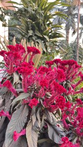 A close-up view of vibrant red flowers with unique, plume-like shapes, surrounded by dark green leaves.