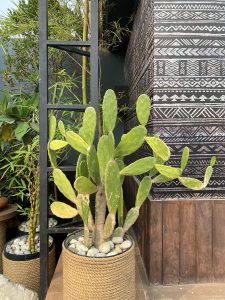 A potted cactus in a woven basket near a patterned wall, surrounded by rocks with bamboo and greenery in the background.