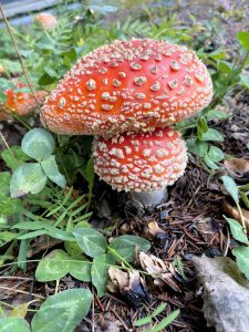 A close-up of a red mushroom with white warts growing among green leaves and pine needles on a forest floor.