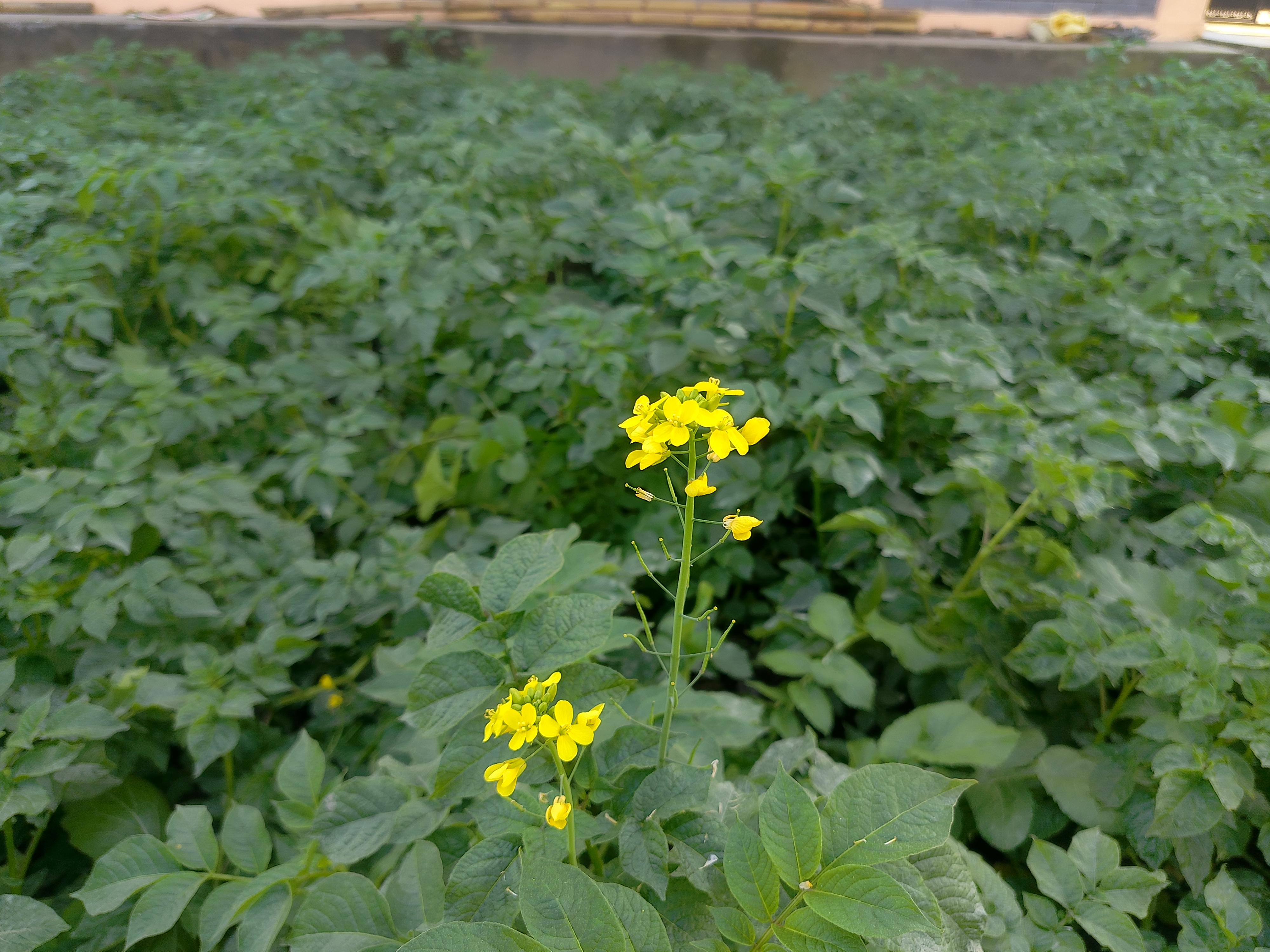 A vibrant yellow flower stands tall among lush green potato plants in a field.