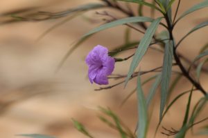 A close-up of a single purple flower with green leaves against a softly blurred, earthy background.
