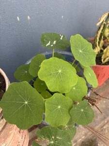 A cluster of bright green, round leaves with prominent veins, growing from a potted plant. 