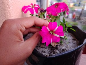 A hand gently holds a vibrant pink petunia flower in front of a small potted plant. The background features a textured wall and hints of greenery.