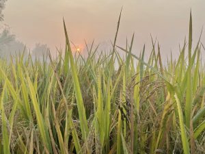 Dewy rice field at sunrise, glowing in soft golden light and mist.