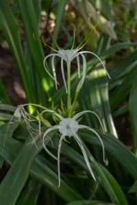 A cluster of white, starburst-shaped flowers with orange stamens rising above lush green leaves.