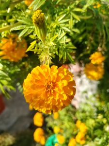 A vibrant orange marigold flower is in full bloom, showcasing its layered petals with a rich texture.