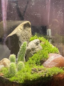 A small glass terrarium with green moss, rocks, and two tiny cacti in soft light.