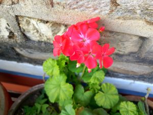 A cluster of vibrant pink geranium flowers is blooming, situated against a textured stone wal
