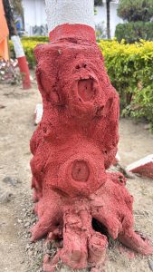 A close-up of a tree trunk that has been painted red at the base, showing a textured surface with natural grooves and circular marks. 