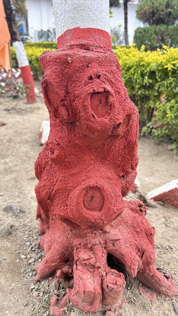 A close-up of a tree trunk that has been painted red at the base, showing a textured surface with natural grooves and circular marks.