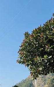 A vibrant green tree with glossy, slightly reddish leaves against a bright blue sky