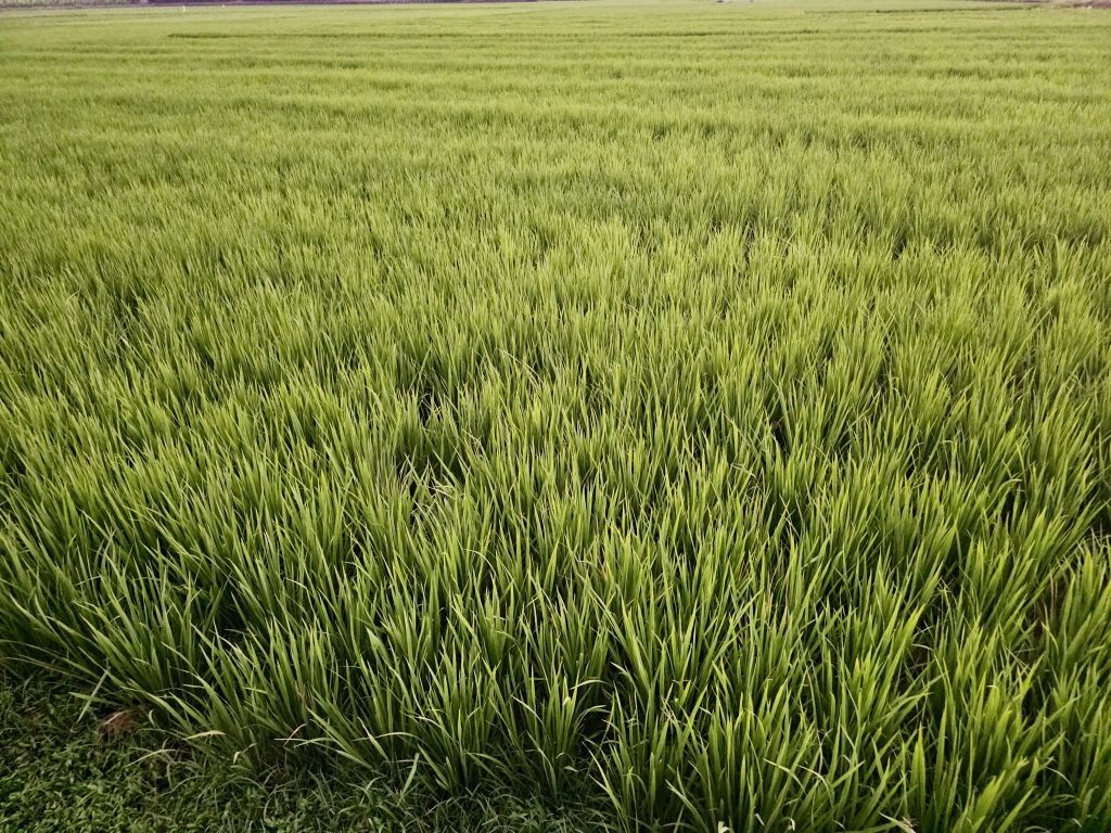 An expansive rice paddy field in a sunset light with lush, vibrant green plants stretching into the distance