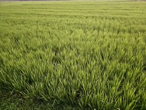 An expansive rice paddy field in a sunset light with lush, vibrant green plants stretching into the distance