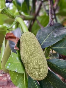 A young green jackfruit grows on a tree branch surrounded by large leaves in Kozhikode, Kerala, capturing early fruit growth in a tropical setting.