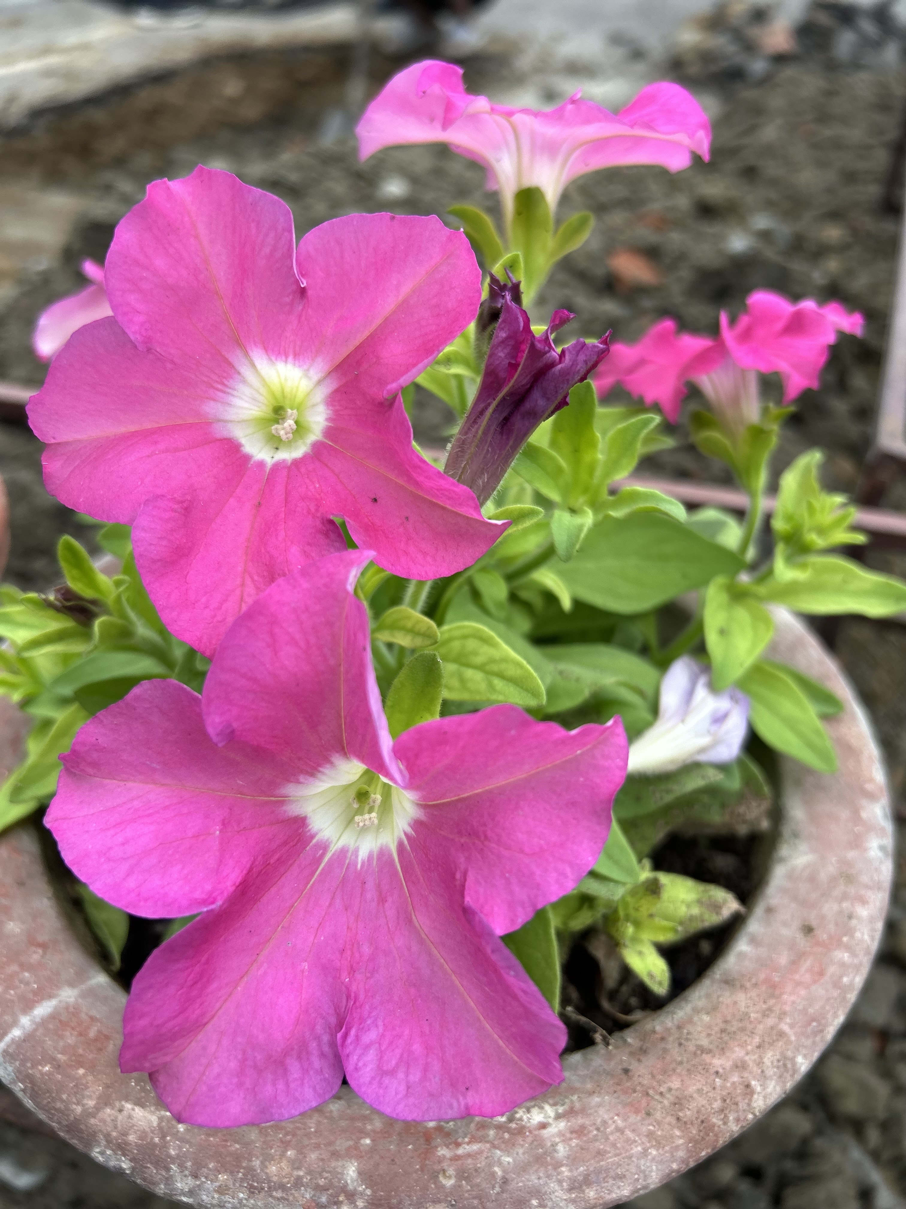 A close-up view of vibrant pink flowers blooming in a terracotta pot.