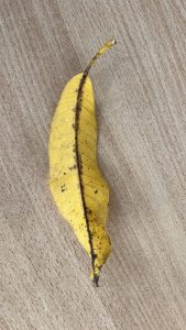 A yellow mango leaf placed on a grey background.