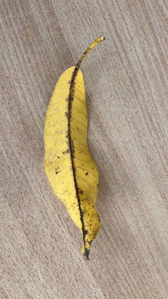 A yellow mango leaf placed on a grey background.