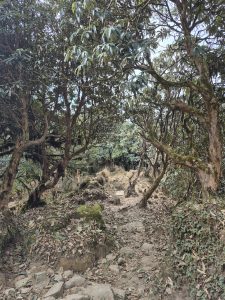 
A narrow, rocky path meanders through a lush forest. Tall trees with twisting trunks and dense foliage create a canopy overhead, filtering light and casting soft shadows on the ground. 