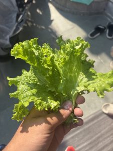 A hand is holding a bunch of fresh, vibrant green spinach leaves with curly edges.