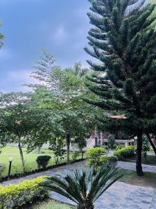 
A lush, green garden with various trees, including a tall pine tree on the right.