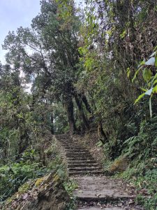 
A winding stone staircase leads upward through a lush, green forest. 