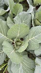 A close-up view of green cabbage leaves growing in a garden.