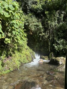 A serene, flowing stream nestled in a lush green environment.