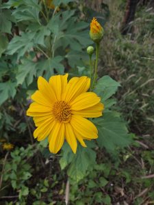A vibrant yellow flower with numerous petal segments is in full bloom, showcasing a central cluster of tightly packed stamens. Next to it, there is a budding flower that is orange and green.