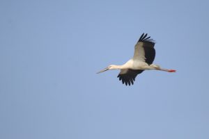 An Oriental Stork gliding through a clear, pale blue sky.