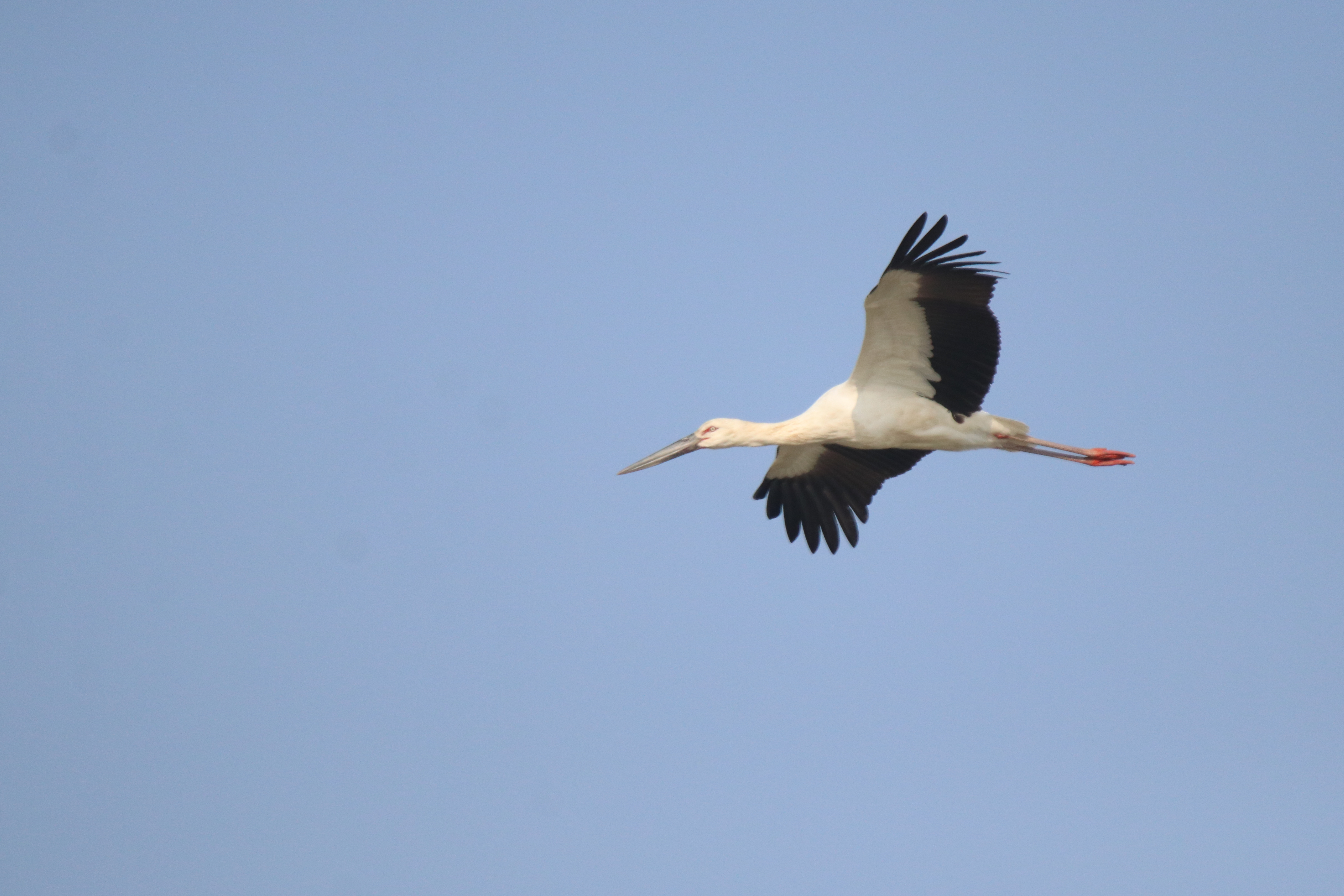 An Oriental Stork gliding through a clear, pale blue sky.