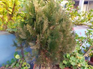 A dense, green shrub with feathery leaves is prominently featured in the foreground, surrounded by various other green plants.