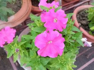 
A close-up image of vibrant pink petunias surrounded by lush green leaves, growing in a terracotta pot. The background features additional pots with soil and foliage.
