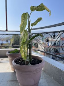 A potted plant with large, green leaves featuring white speckles stands on a balcony.