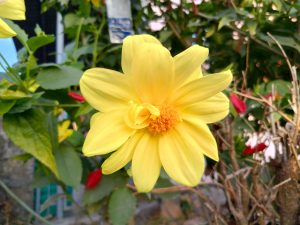 A close-up of a vibrant yellow flower with broad petals and a central cluster of orange stamens.