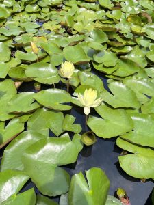 A serene water scene featuring green lily pads floating on dark water, with two blooming yellow water lilies and one closed bud, surrounded by a vibrant leaf canopy.