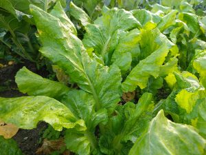 A close-up view of lush, green leafy vegetables growing in soil. 