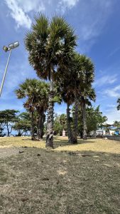 A sunny landscape featuring several tall palm trees with vibrant green fronds, set against a bright blue sky with scattered clouds.