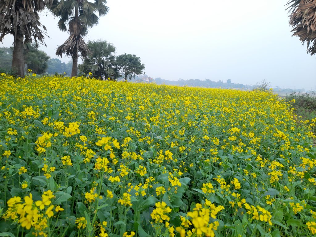 A vibrant mustard field with bright yellow flowers stretches into the distance, framed by tall trees under a clear sky in Harbaid, Gazipur.