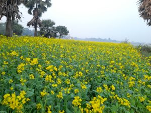 A vibrant mustard field with bright yellow flowers stretches into the distance, framed by tall trees under a clear sky in Harbaid, Gazipur.
