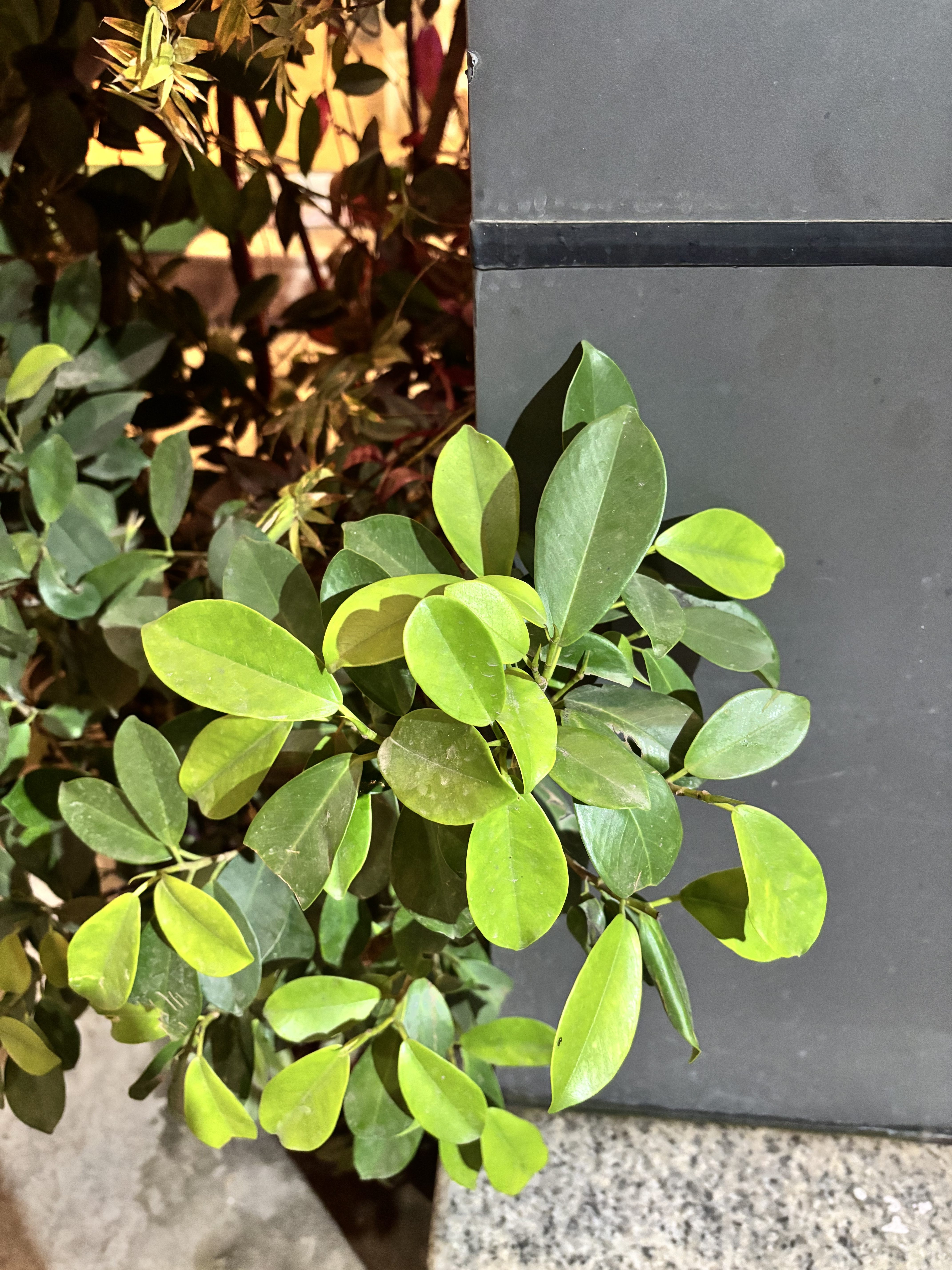 A close-up view of a cluster of green leaves, showcasing a mix of light and dark green shades.