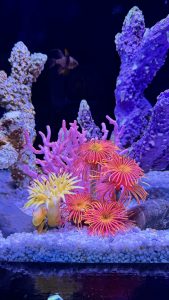 Bright pink and yellow sea anemones bloom on white pebbles in a reef tank.