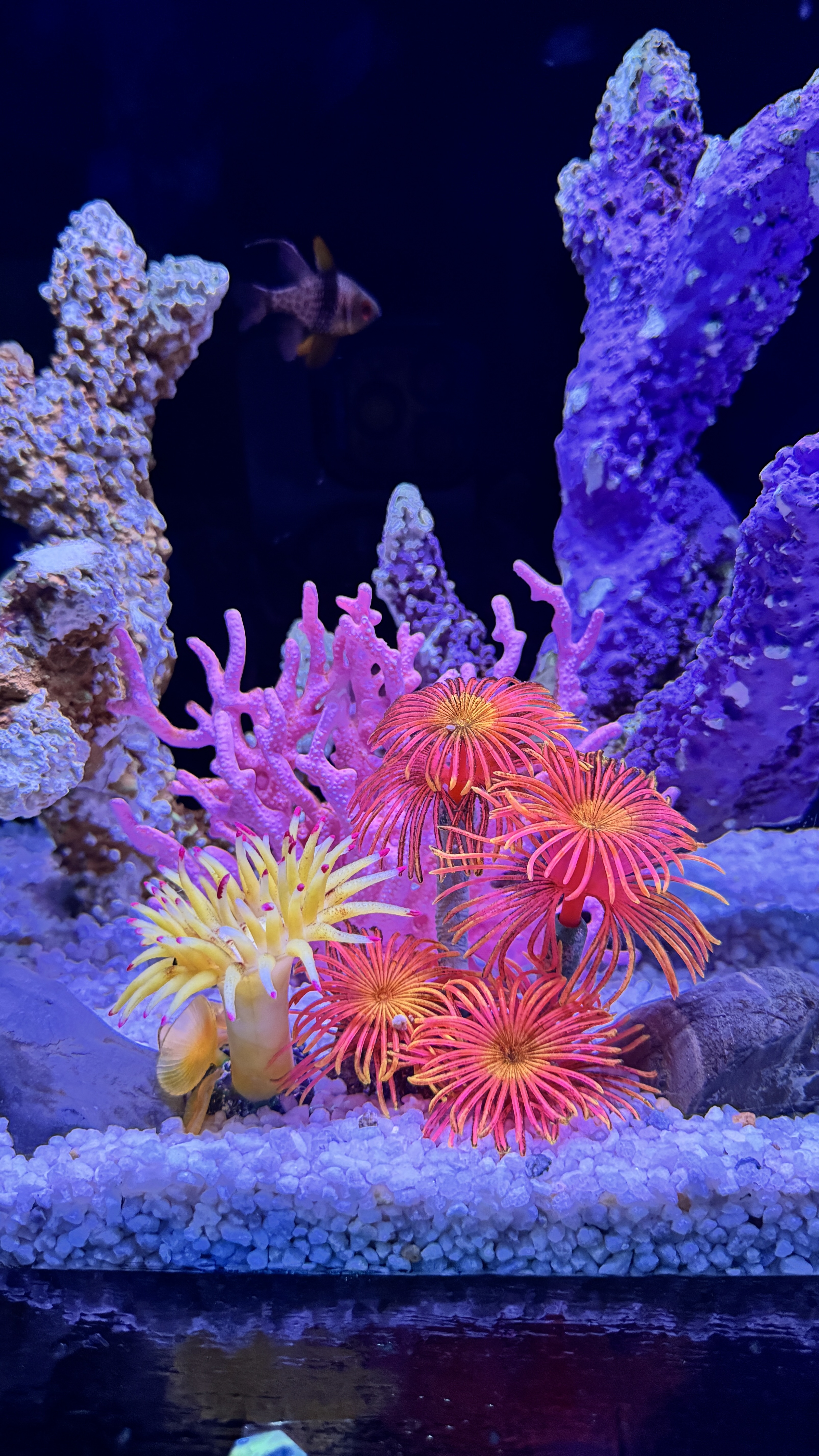 Bright pink and yellow sea anemones bloom on white pebbles in a reef tank.