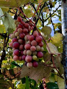
A cluster of grapes hanging from a vine, with a mix of green and reddish-purple hues.