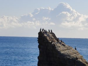 

A rocky cliff juts out into a calm ocean, with several Seabirds perched on top. In the background, the sky is bright and partly cloudy, highlighting the blue hues of the sea