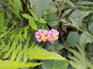 A cluster of small, pink and yellow flowers surrounded by green leaves and ferns.