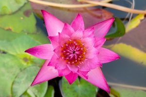 A vibrant pink lotus flower blooms prominently at the center of the image. Its petals radiate outward, showcasing a delicate yet striking design with a mix of deeper pinks and softer hues.