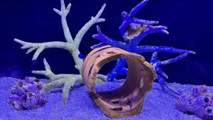 A small cowfish rests among bright blue and white coral branches near a decorative clay pipe on blue gravel.