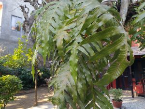 A close-up view of lush green leaves from a tropical plant, showcasing their intricate, elongated shapes and rich texture.