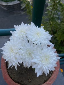 
A close-up view of a cluster of white flowers in a terracotta pot.